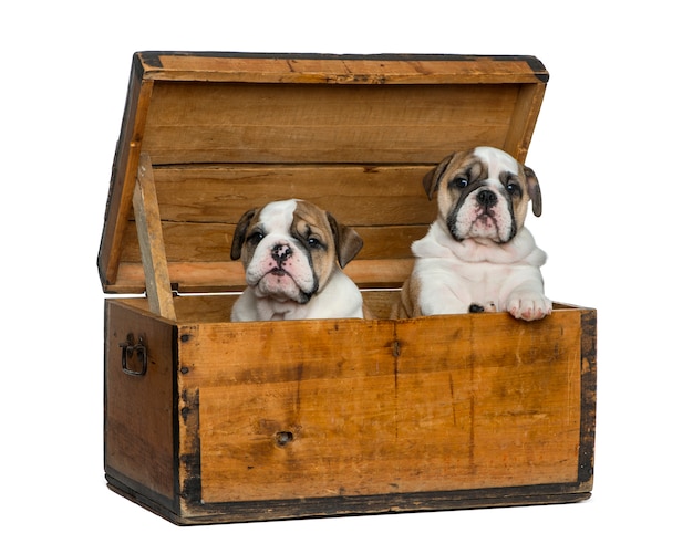 English bulldog puppies in a wooden chest in front of white wall