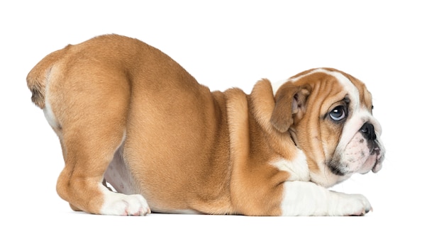 English Bulldog Puppy bottom up looking up