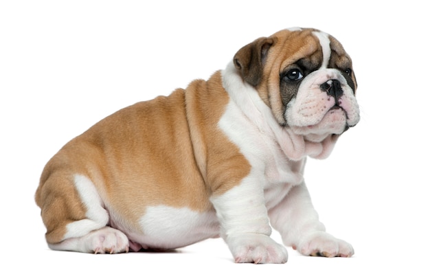 English bulldog puppy in front of white wall