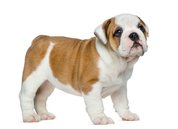 English bulldog puppy in front of white wall