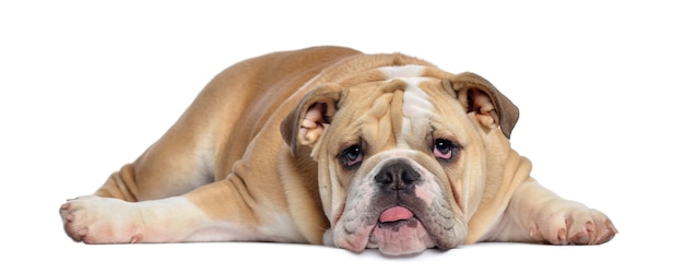 English Bulldog puppy lying exhausted, isolated