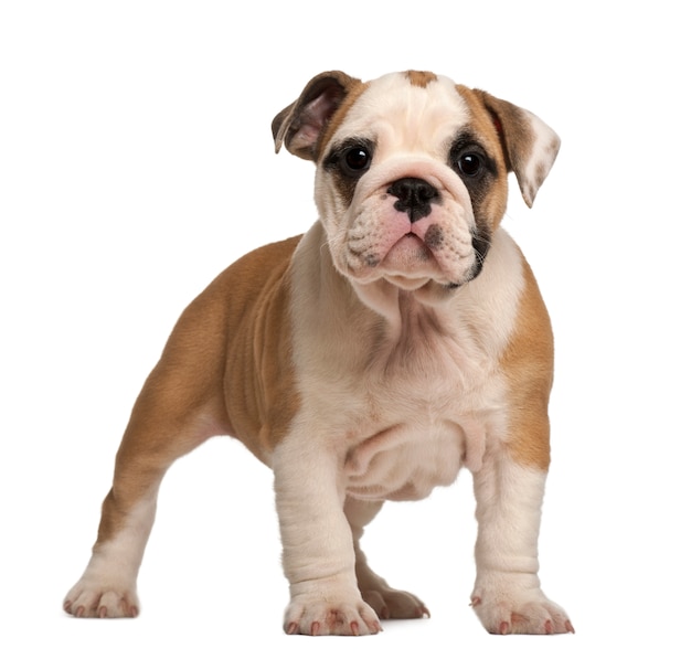 English Bulldog puppy, standing, 2 months old