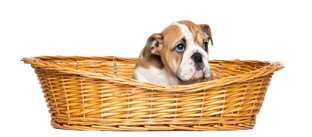 English Bulldog Puppy in a wicker basket isolated