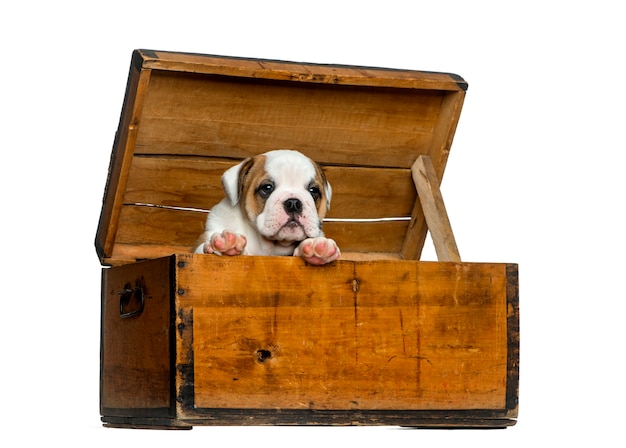 English bulldog puppy in a wooden chest in front of white wall