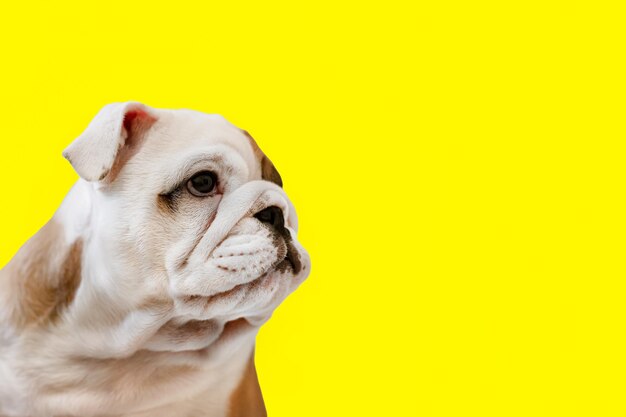 An English bulldog puppy on a yellow background A thoroughbred dog Pets Copy space