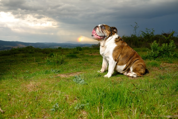 English bulldog sitting in the field