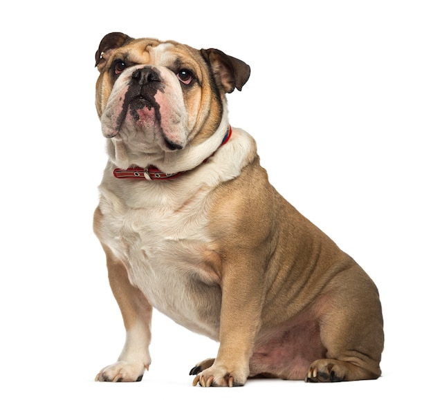 English Bulldog sitting and looking up