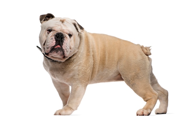 English Bulldog standing in front of a white wall