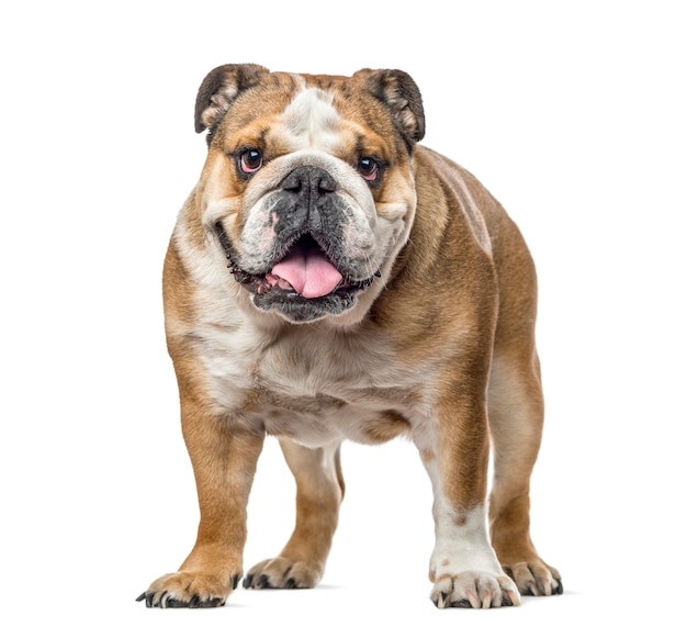 English bulldog standing and panting, isolated on white