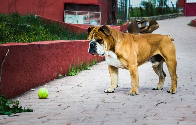 English bulldog staring at a tennis ball