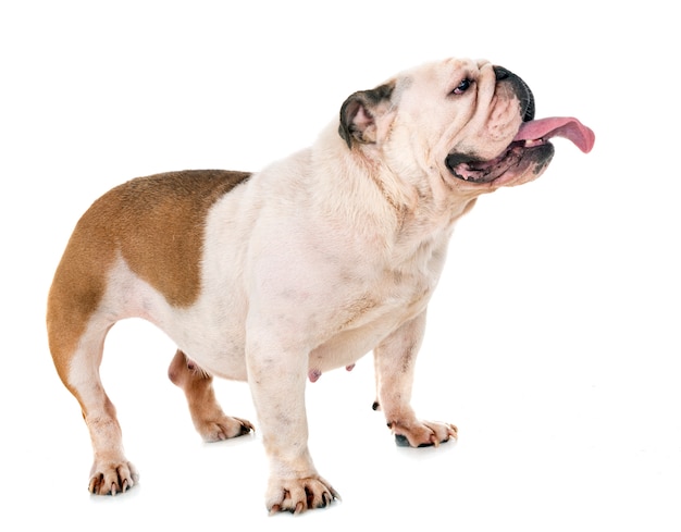 english bulldog in studio