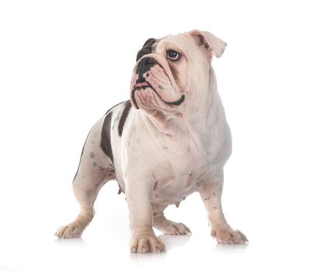 English bulldog in studio