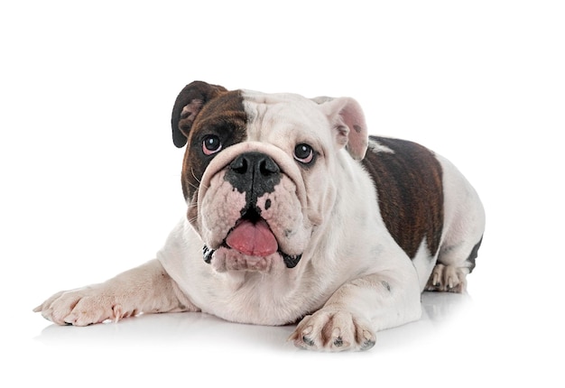 English bulldog in studio