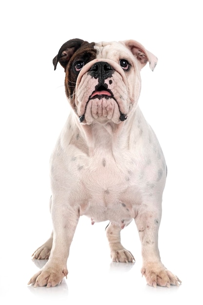 English bulldog in studio