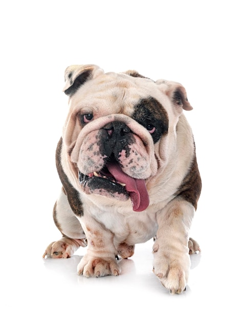 English bulldog in studio