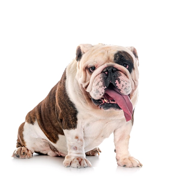 English bulldog in studio