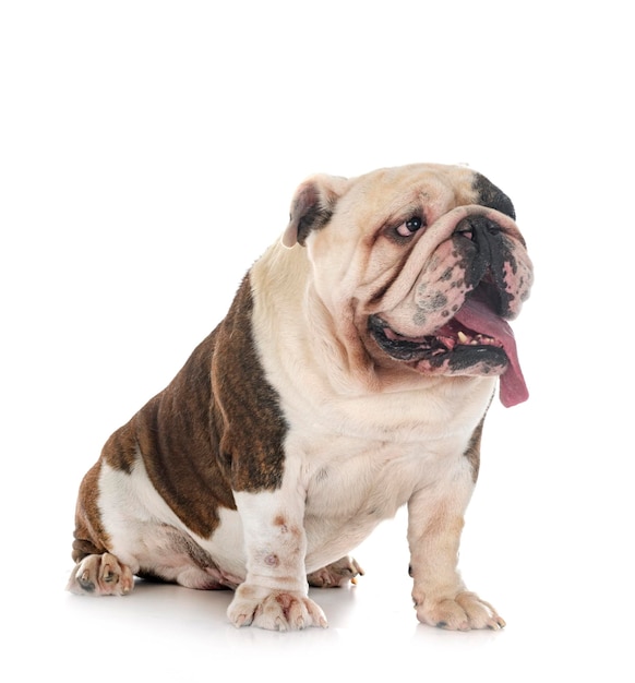 English bulldog in studio