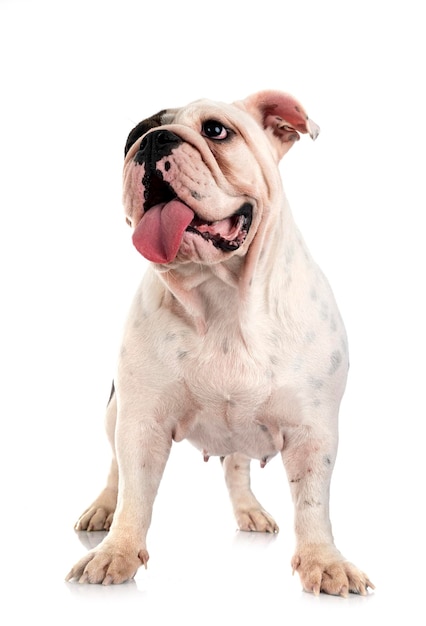 English bulldog in studio