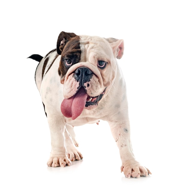 English bulldog in studio