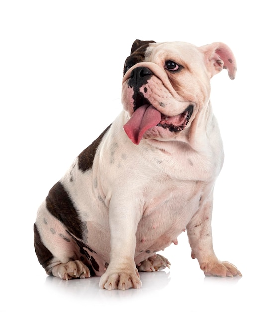 English bulldog in studio