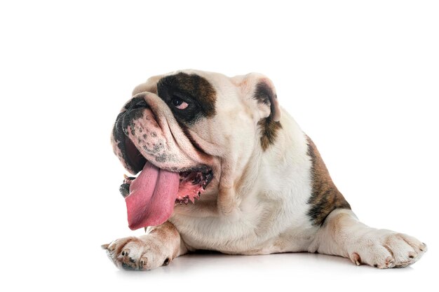 Photo english bulldog in studio