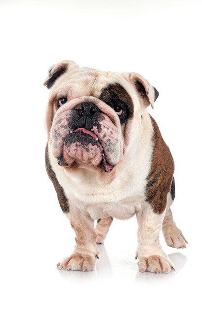 English bulldog in studio