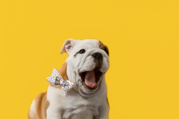 Bulldog inglese cane purosangue su sfondo giallo spazio di copia