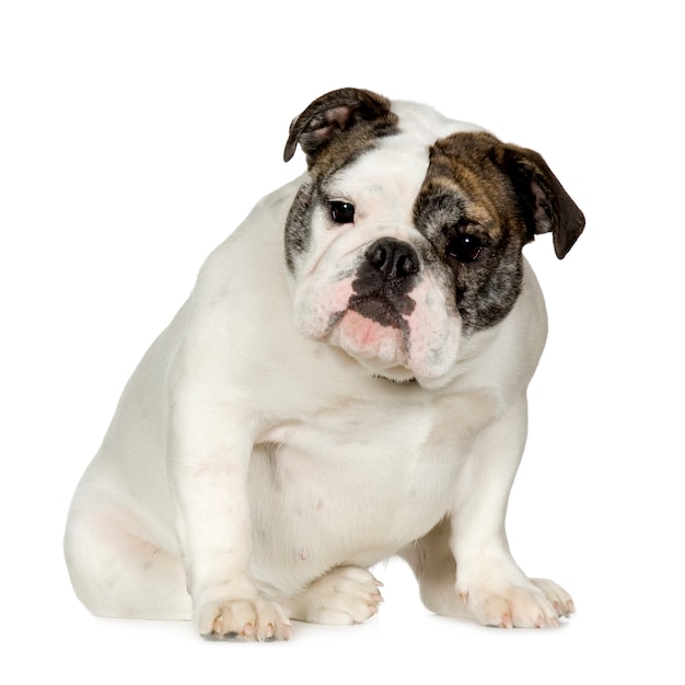 English Bulldog with 15 months. Dog portrait isolated