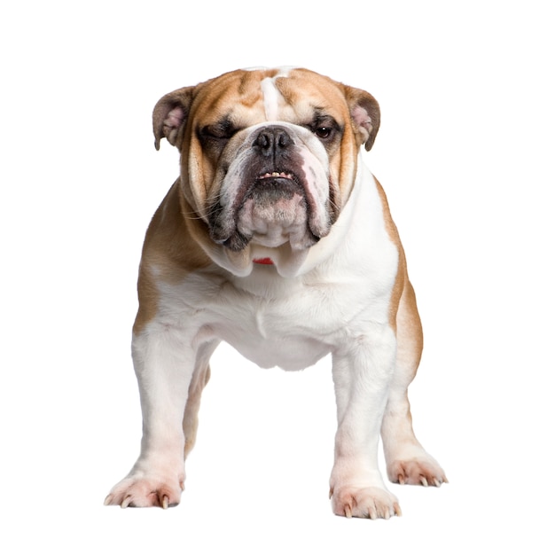 English Bulldog with 3 years. Dog portrait isolated