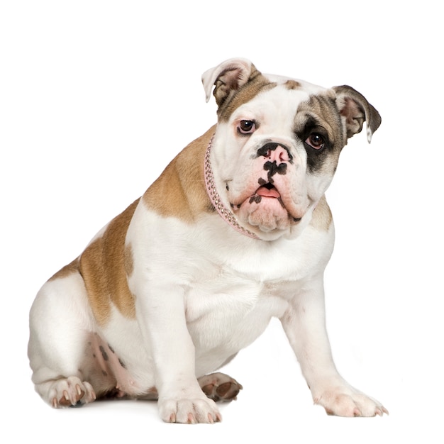 English Bulldog with 5 months. Dog portrait isolated