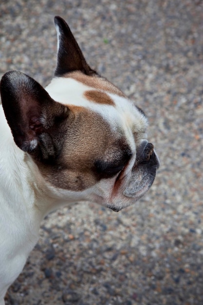 English Bulldog