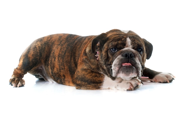 English bulldog