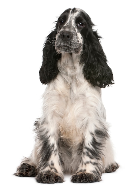 English Cocker Spaniel, 2 years old, sitting in front of white wall