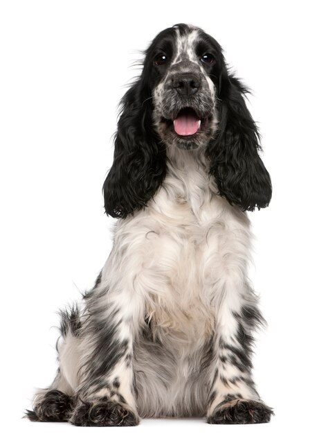 Cocker spaniel inglese, 2 anni, seduto di fronte al muro bianco