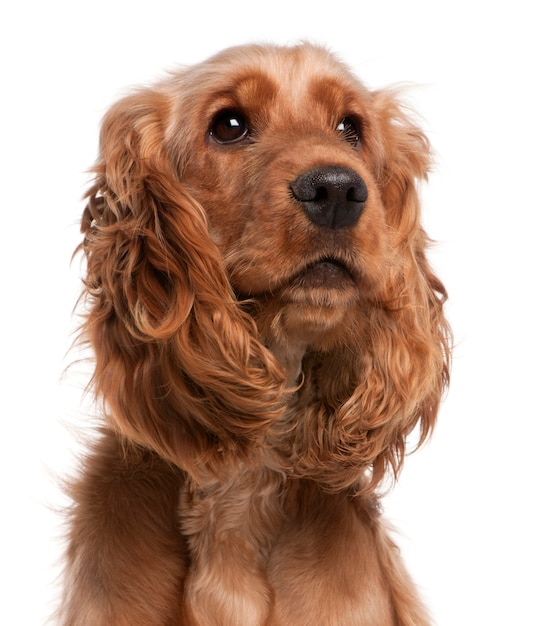 English Cocker Spaniel, 2 years old