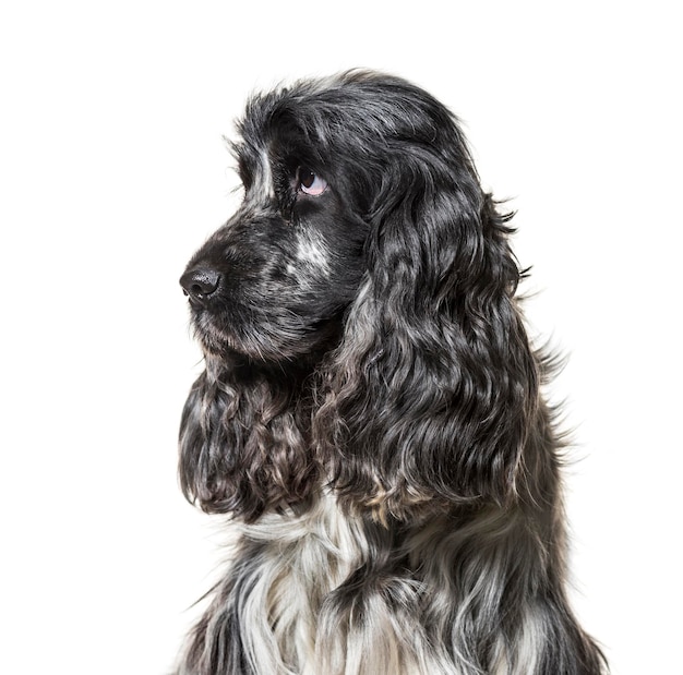 English Cocker Spaniel 4 5 years old against white backgroun