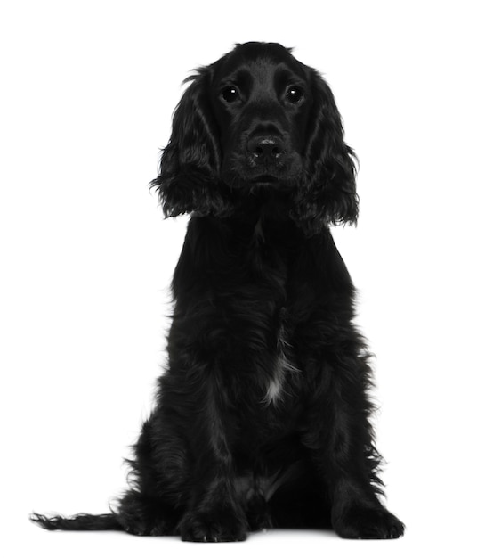 English Cocker Spaniel, 5 months old, sitting in front of white wall