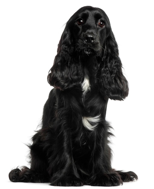 English Cocker Spaniel, 8 months old, sitting 