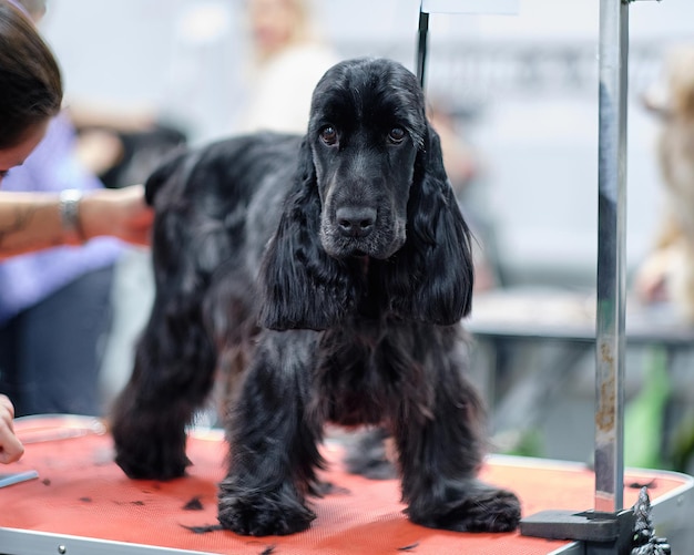 グルーミング テーブルの上の犬のためのビューティー サロンでイングリッシュ ・ コッカー ・ スパニエル ブラック