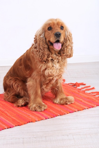 English cocker spaniel on carpet in room