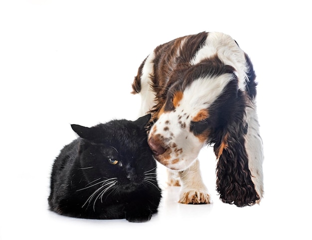 English Cocker Spaniel and cat