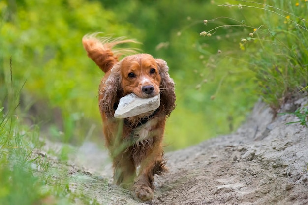 English cocker spaniel dog carrying a stone