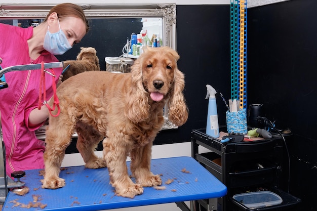 動物愛護のオフィスでのイングリッシュコッカースパニエル犬のグルーミング