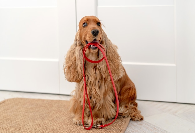 English cocker spaniel dog holding red leash and waiting for walk