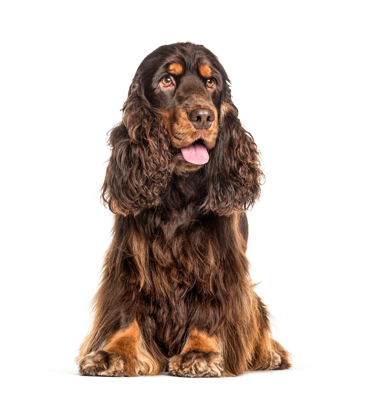 Photo english cocker spaniel dog panting, isolated on white