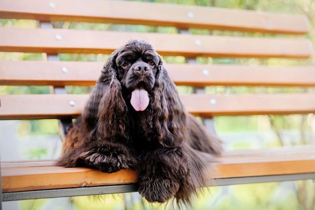 公園でイングリッシュ ・ コッカー ・ スパニエル犬。緑の芝生の上の美しい犬。