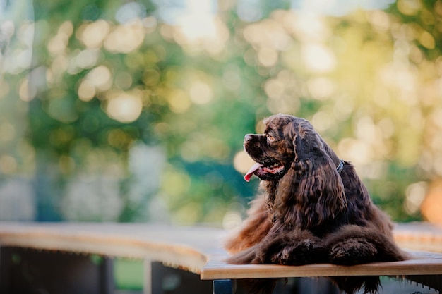 公園でイングリッシュ ・ コッカー ・ スパニエル犬。緑の芝生の上の美しい犬。