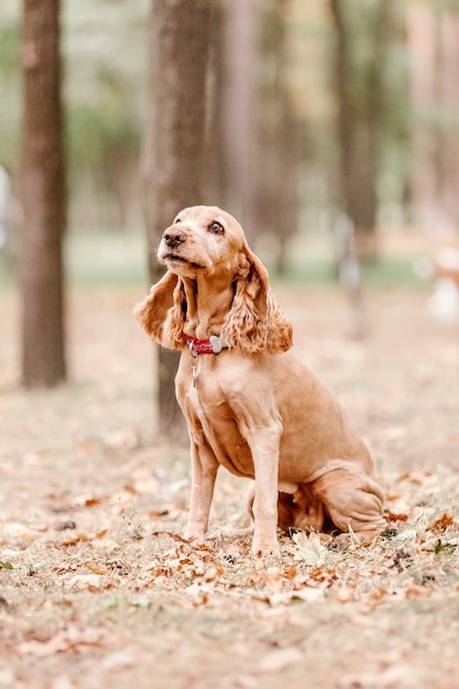 English Cocker Spaniel dog portrait. Fall season. Autumn