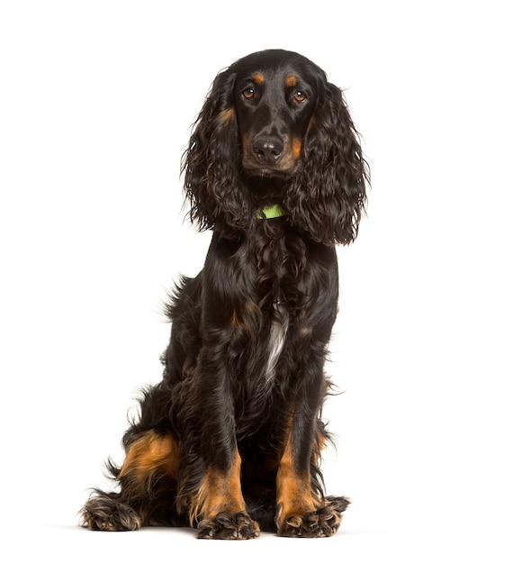 English Cocker Spaniel dog sitting against white wall