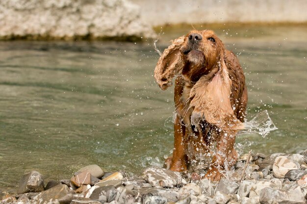잉글리시 코커 스패니얼 강아지가 쥐어짜고 있는 모습